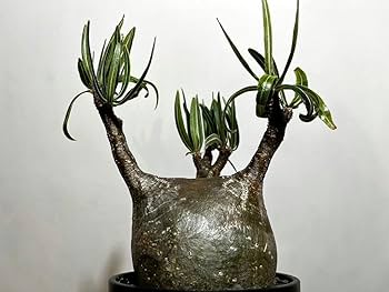 Amazon.co.jp: マダガスカル現地株 パキポディウム グラキリス