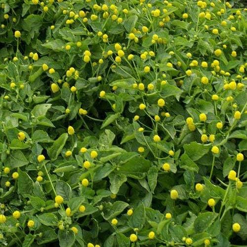 Outsidepride Spilanthes Oleracea Toothache Culinary & Medicinal Herb Garden Plant - 5000 Seeds