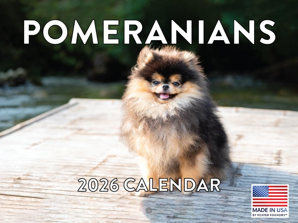 Pomeranian Puppy Calendar 2026 Wall