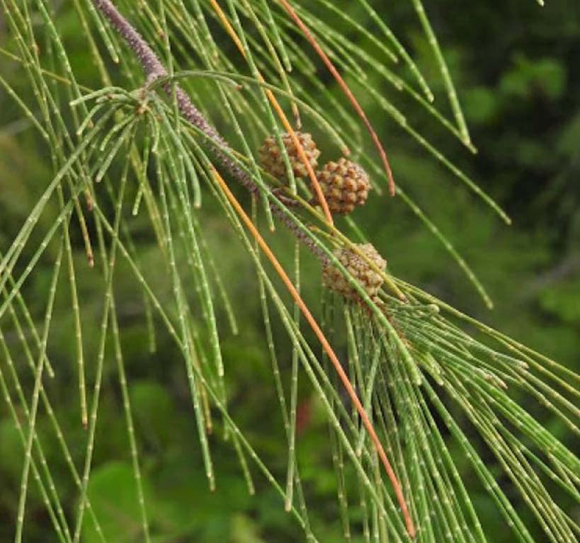 Casuarina equisetifolia (Beach Sheoak) Tree Seed, Tiny Light Brown Flowers, Fruit Looks Like Cones, You Choose The Quantity (1 Pack)