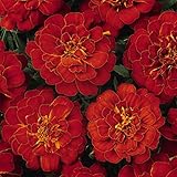 Durango Series Marigold Seeds – Red, 100 Seed Packet – Tagetes patula – Non-GMO, Open Pollinated – Perfect for Flower Gardening – High Germination Rate, Vibrant Red Blooms for Farm, Home, & Gardening