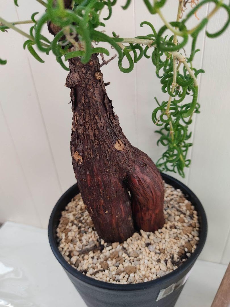 Amazon.co.jp: 発根済 珍系塊根植物 メストクレマツベローサム ホビー 