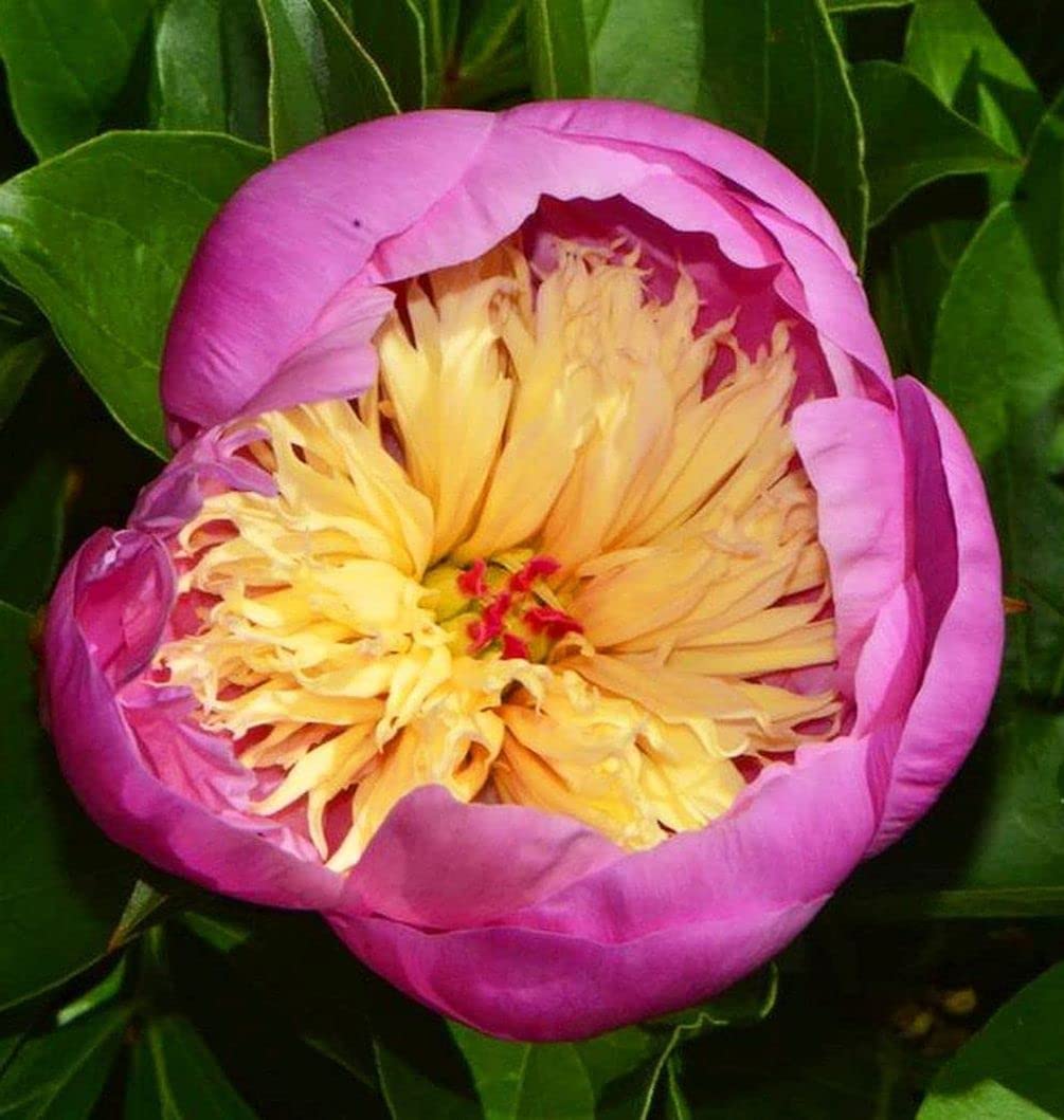 Amazon.com : Peony Mix 25+ Seeds Flowers Planting for Outdoor