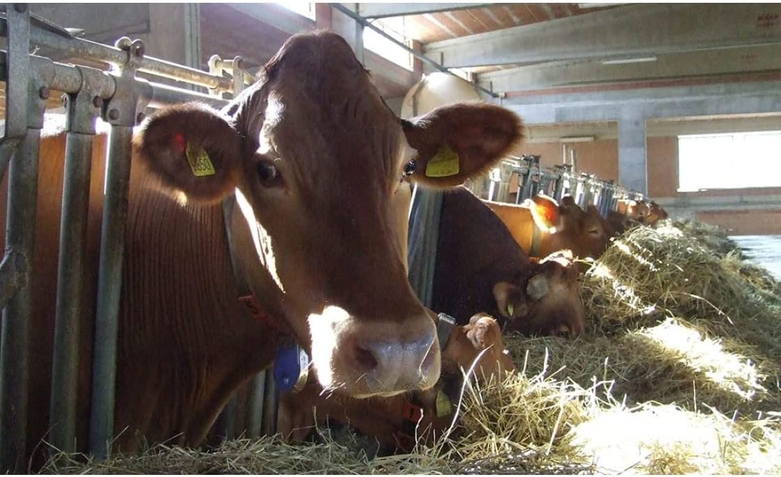 Parmigiano Reggiano Aop VACCHE ROSSE/Vaches Rouges BIOLOGIQUE de Montagne, 1 kg, 24 Mois