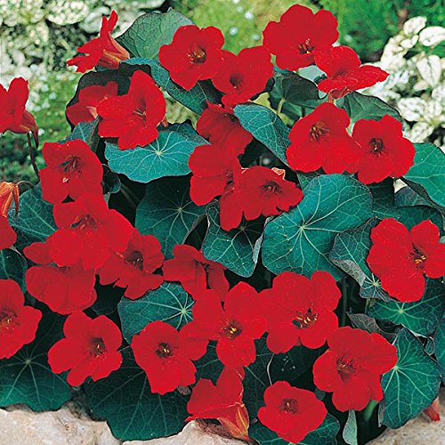 Rare Exotic " Empress of India " Nasturtium 5 Seeds Pack for growing-image-24