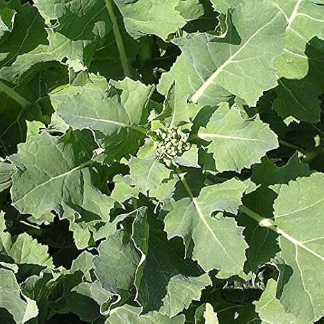 Amazon のらぼう菜 3袋セット 江戸時代から栽培されている伝統野菜 4 10月まき 野菜タネ 野菜