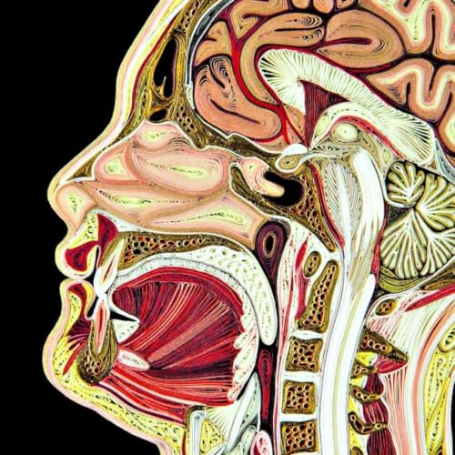 Anatomia Umana copertina