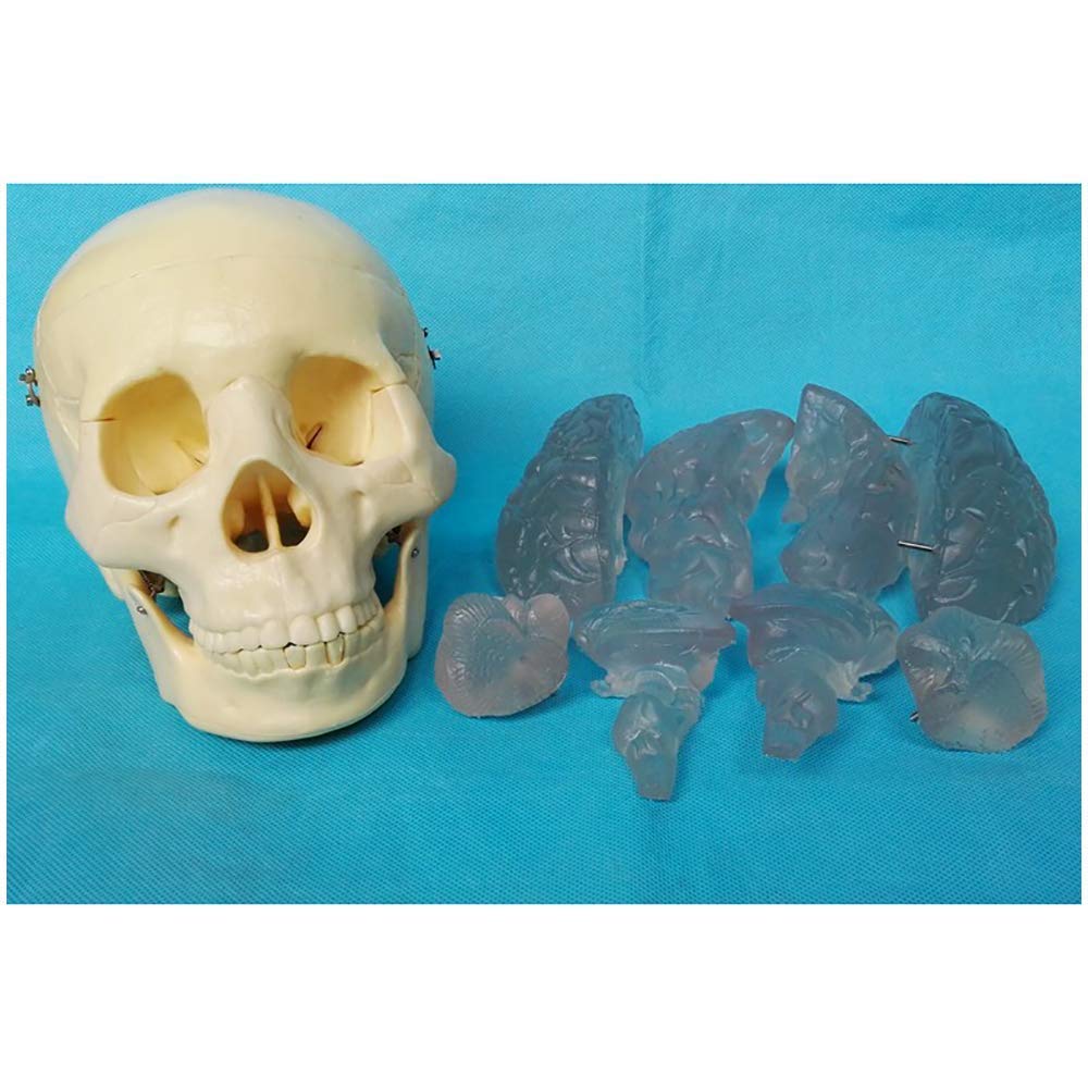 Model dydaktyczny, ludzka czaszka z mózgiem Model anatomiczny - anatomia medyczna Anatomiczny model czaszki ze zdejmowaną czapką czaszki - Materiał PVC - do nauki w klasie Wyświetlacz do nauki Model m