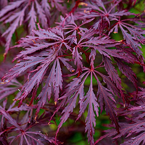 Acer palmatum dissectum 'Garnet' | Acero Giapponese Latifoglie in vaso