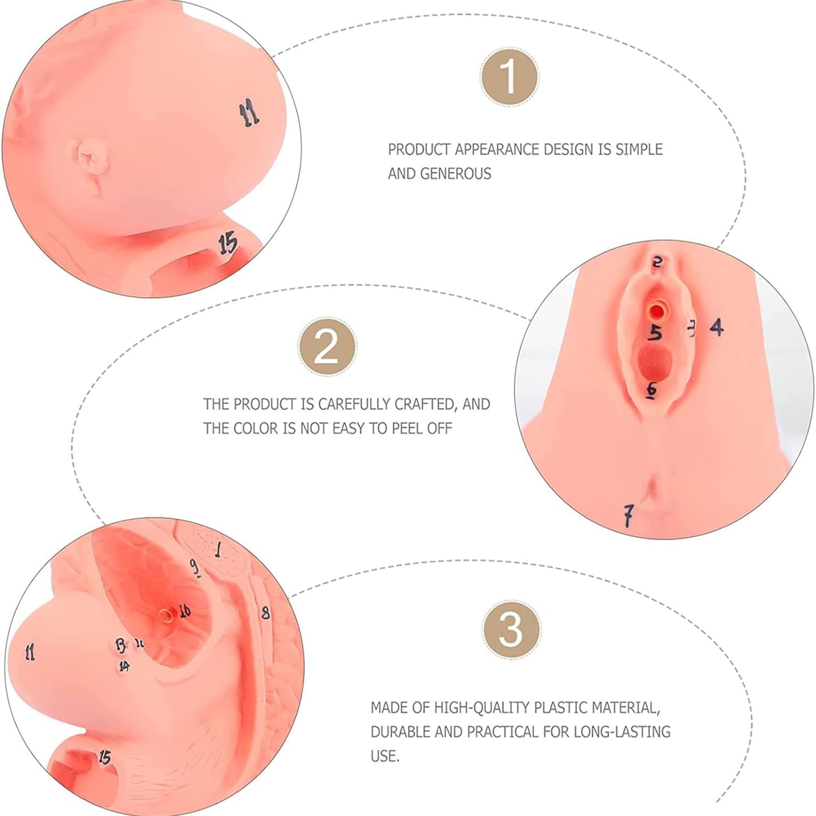 Modèle de cathétérisme, modèle de cathétérisme Interne et Externe féminin, modèle d'enseignement de Mannequin en PVC, pour Aide à la Formation pédagogique médicale en gynécologie