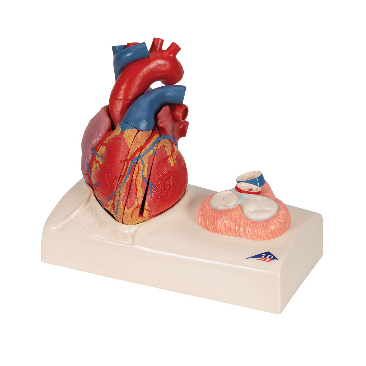 3B Scientific naukowa anatomia człowieka - model serca na podstawie, 5 części darmowe oprogramowanie anatomiczne - 3B Smart Anatomy