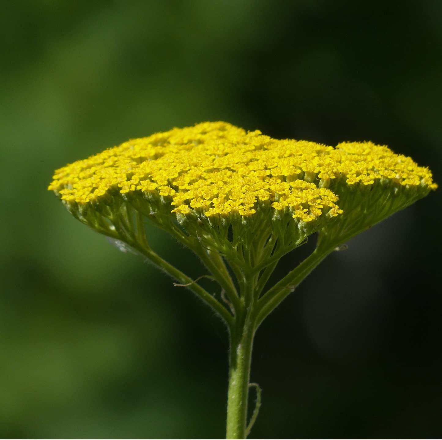 12 unità Achillea 'Moonshine' - Achillea Vaso 9x9cm ±1 m² - Fiori Gialli Pastello, Perfetta per Giardini Rocciosi, Resistente e Durevole