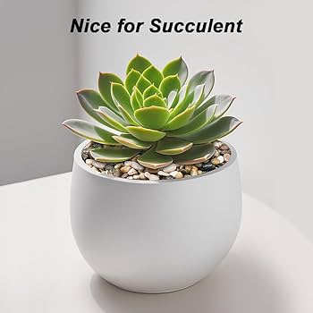 インテリア　観賞用　石 Amazon.co.jp: Virekm 川の岩、装飾的な観賞用の小石、庭の造園