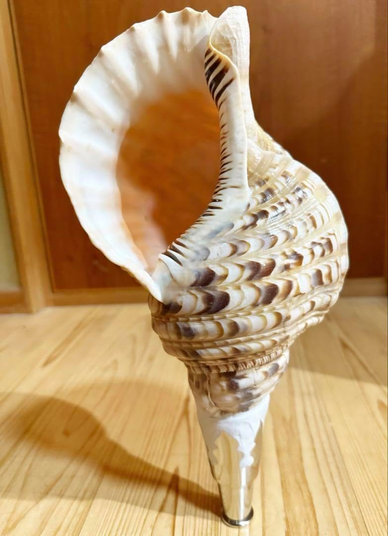 修験道法螺貝山伏 密教 魔除け 熊よけホラガイ ほら貝 X 修験道法螺貝