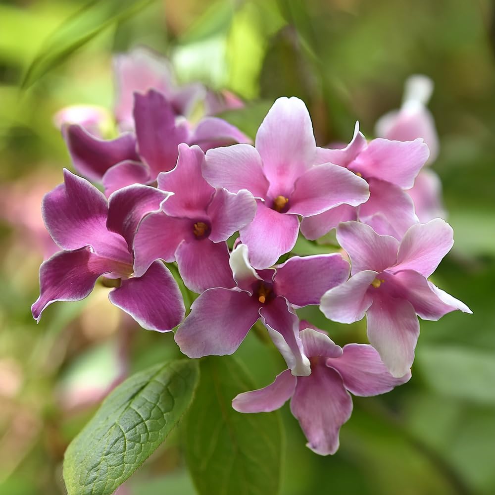 Bedwen Jasmine 'Starry Starry Summer Scent' 9cm Plant x2 – Highly Aromatic Climber for Sunny Walls, Pergolas & Summer Fragrance