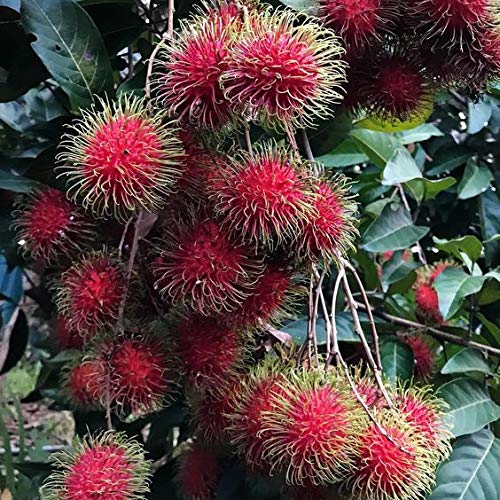 Arlo Gardens Rare Exotic Tropical fruit 