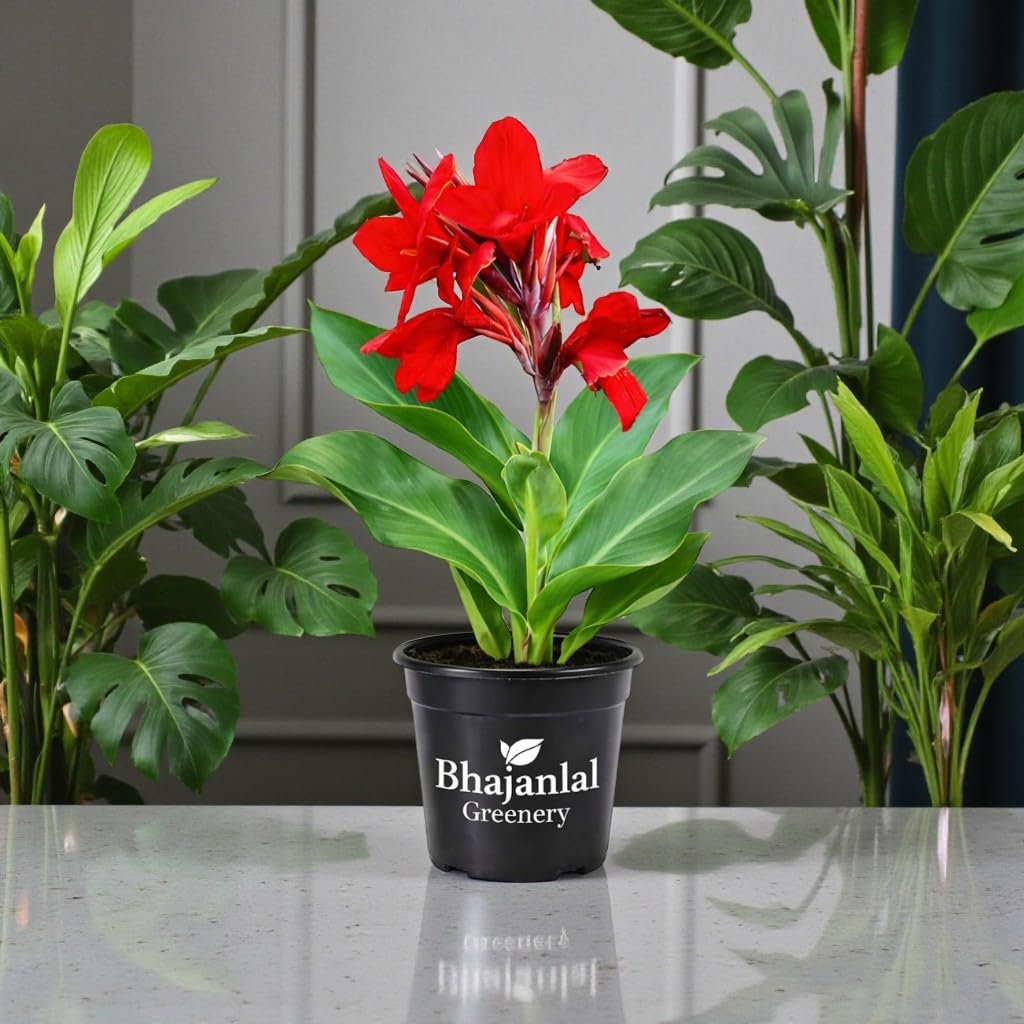 Red Canna Lily Plant - Easy Outdoor Flower -4