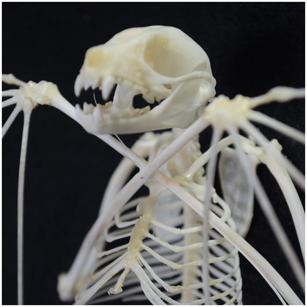 Educational Biology Display X-Large Real Bat Skeleton Specimen In Resin - 7.9x3.6x1.6 Inch Science Education Display Biological Educational Specimens - View #8