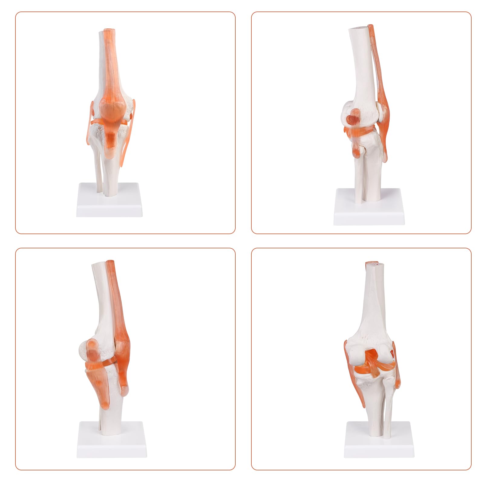 Modello anatomico dell'articolazione del ginocchio, 1:1, a grandezza naturale, per apprendimento medico e insegnamento