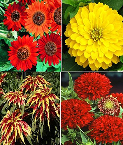 Sunflower Earthwalker, Zinnia Gaint Yellow, Amaranthus and Gaillardia Double Red Flower Seeds (AVG 200-250) Pack Of Seeds 50 x 4 Per Packet + (GET 1 PKTS OF VEGETABLES SEEDS FREE-image-13
