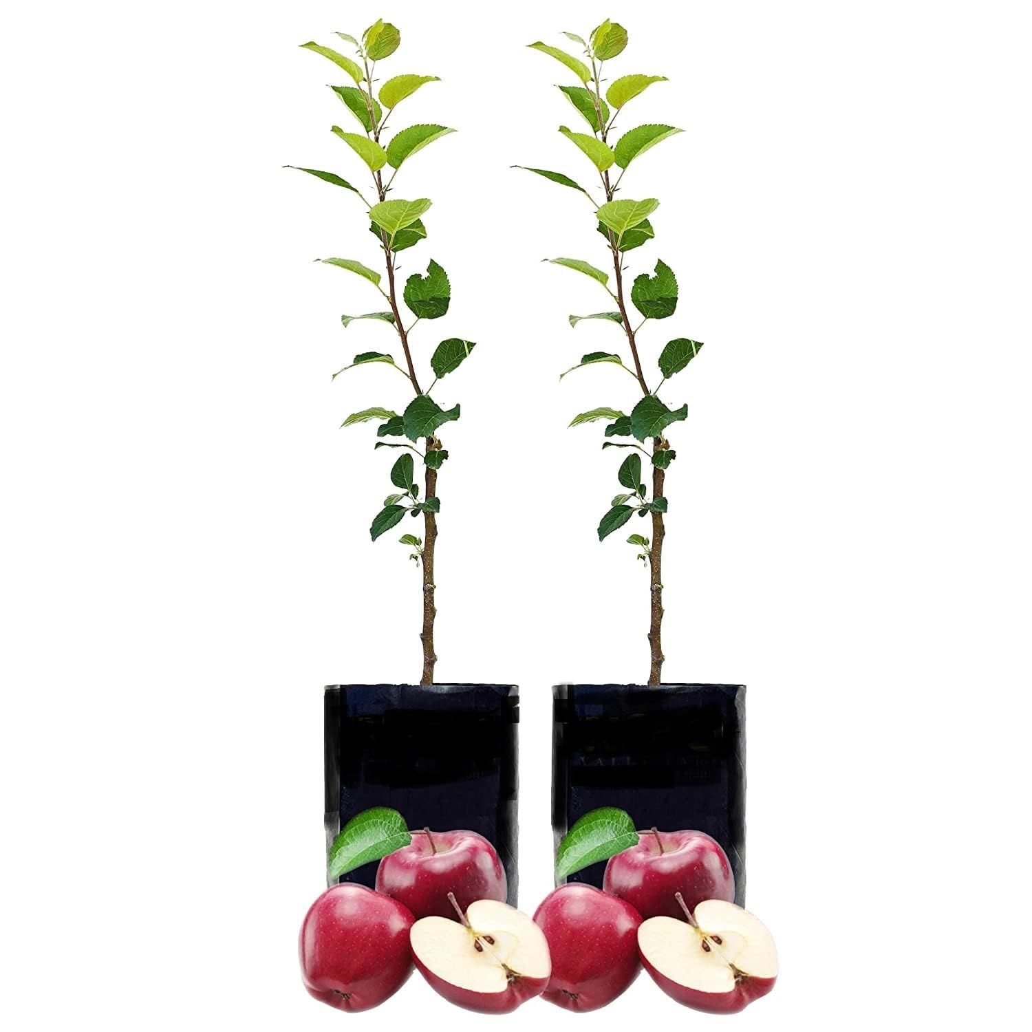 Door To Garden Care Live Apple Plant Especially For Hot Climate/Hot Weather/Winter From Shimla-Himachal Pradesh Height - 2.5 ft to 4ft Height (Shimla Apple Plant Pack Of - 2) (B0B8S4TQNS) Amazon Price History, Amazon Price Tracker