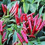 Usado para que las personas planten plantas por sí mismas, puede disfrutar de los placeres de la siembra.