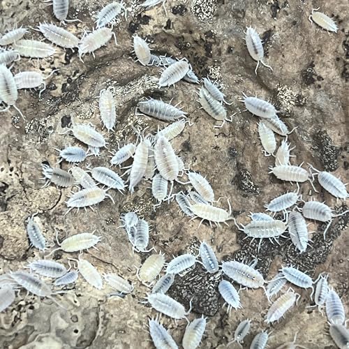 Exo-Morphs Live Powder White Isopods - Porcelliondes pruinosus - Live Arrival Guaranteed (100 ct.)