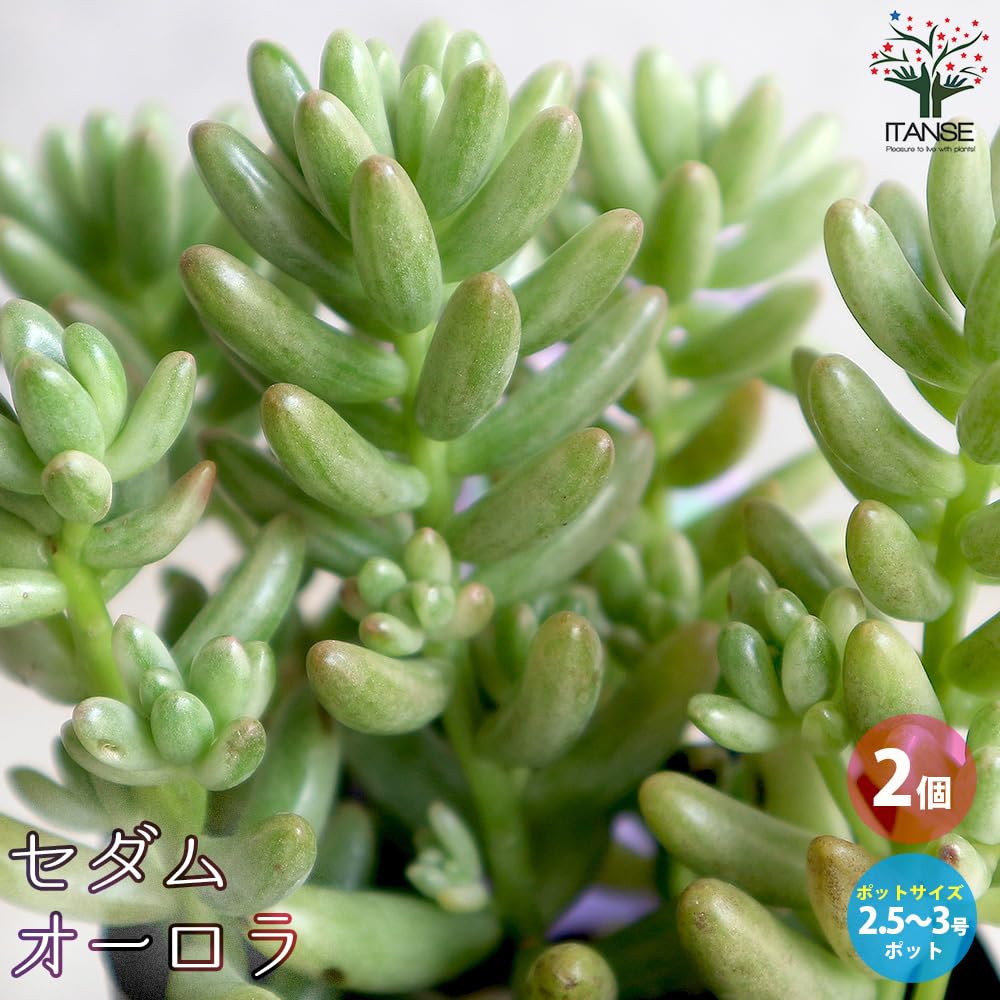 Amazon｜ITANSE セダム オーロラ 2.5～3号ポット 2個