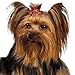 JANNIK Aria Gold-Beaded Tiny Bows for Dogs, 100-Piece Canisters