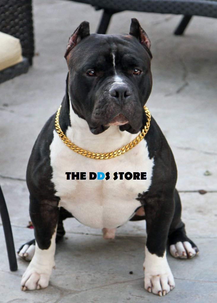 The DDS Store Brass Dog Choke Chain Training Collar, 24 Inch (B07N12PLDS) Amazon Price History, Amazon Price Tracker