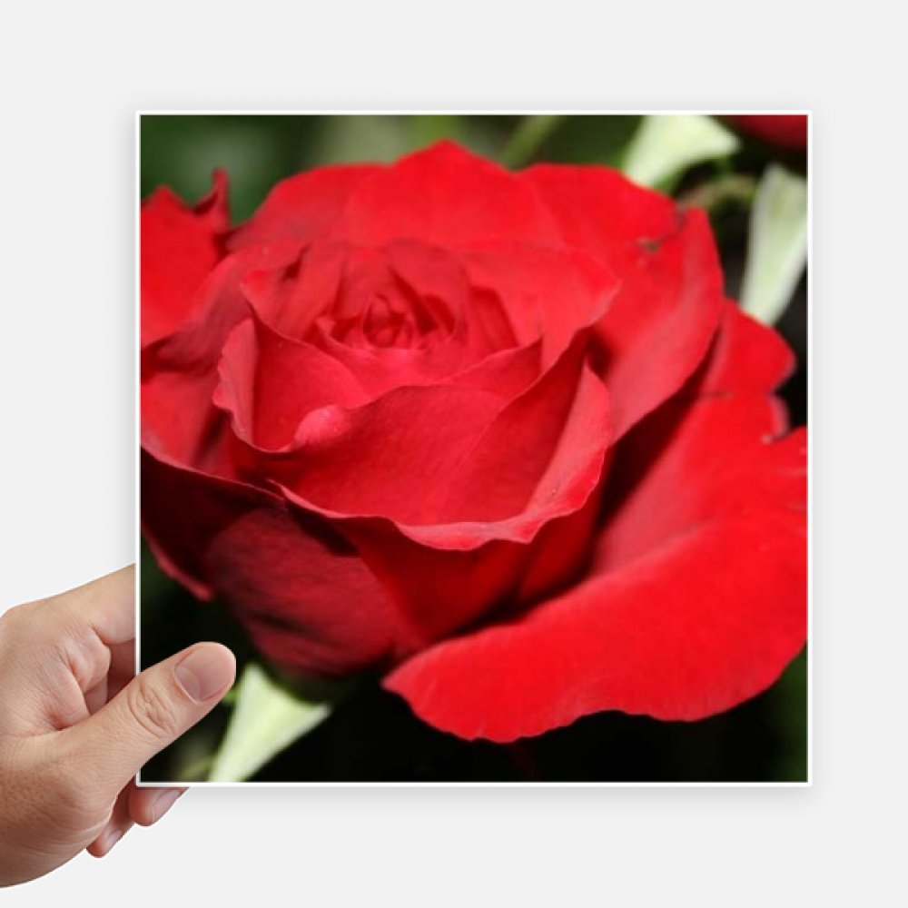 Fleurs autocollant carré 20cm lot de 4 stickers roses rouges multicolores pour mur