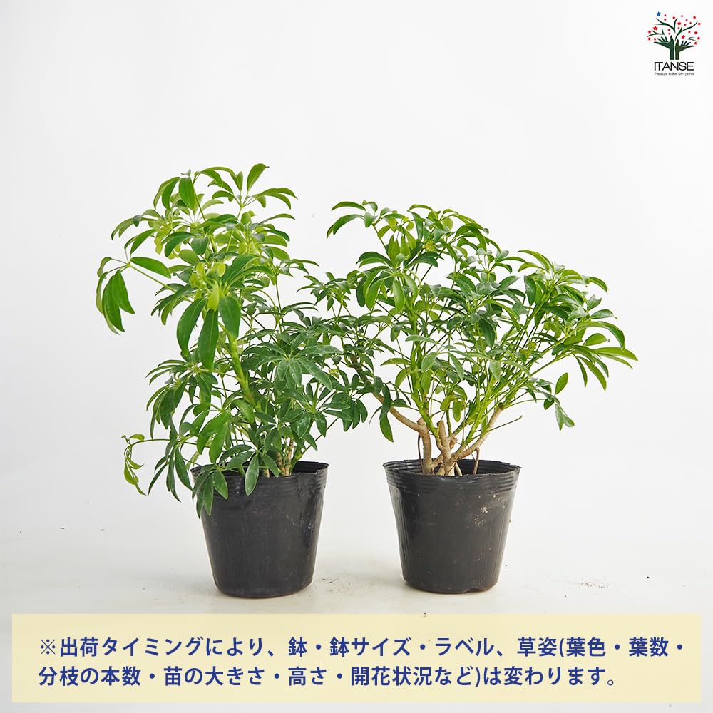 Amazon｜ITANSE シェフレラ コンパクタ 5号 1個売り 観葉植物