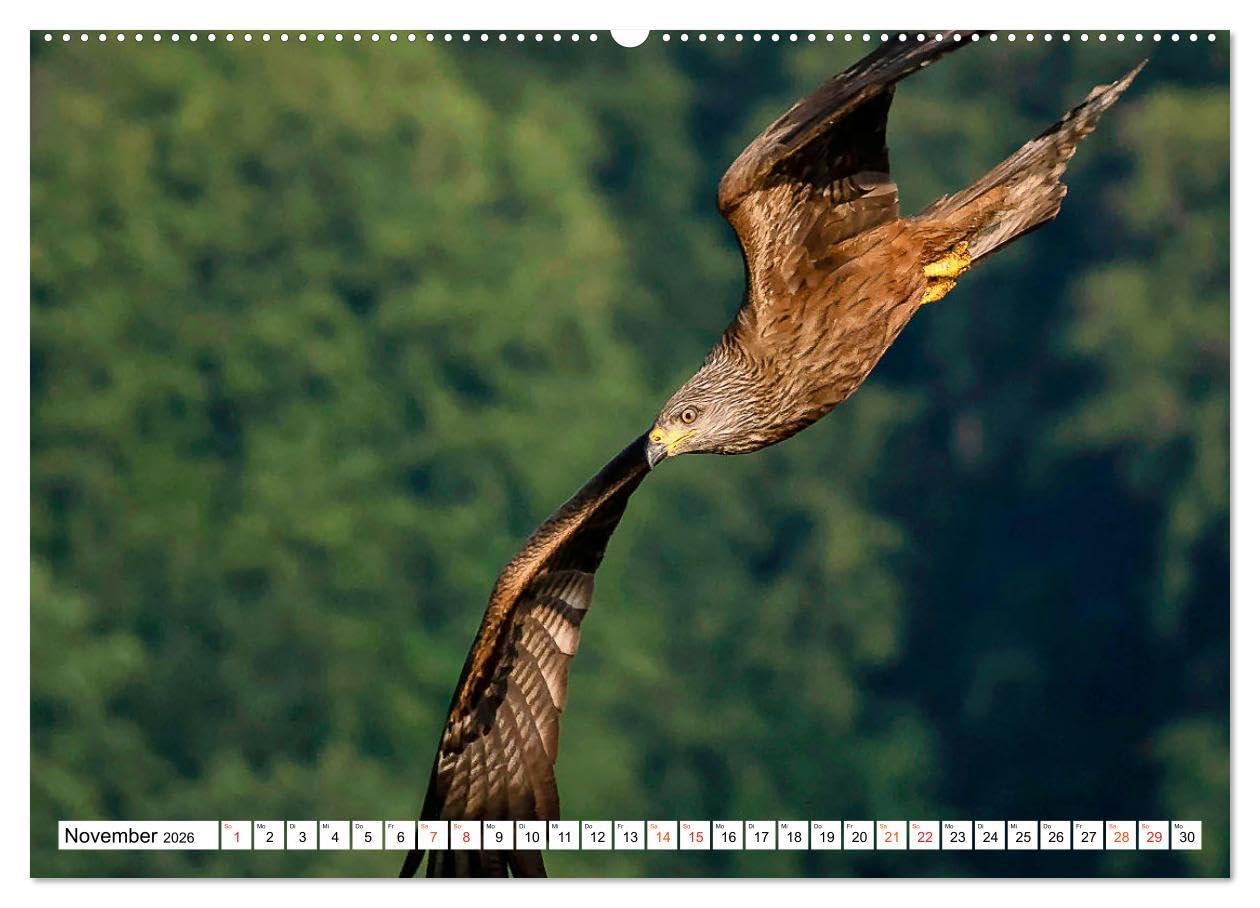 Heimische GREIFVÖGEL Adler Milan Bussard Weihe Sperber (Wandkalender 2026 DIN A2 quer), CALVENDO Monatskalender: Ausgesuchte Aufnahmen aus der Familie der Habichtartigen (CALVENDO Tiere)