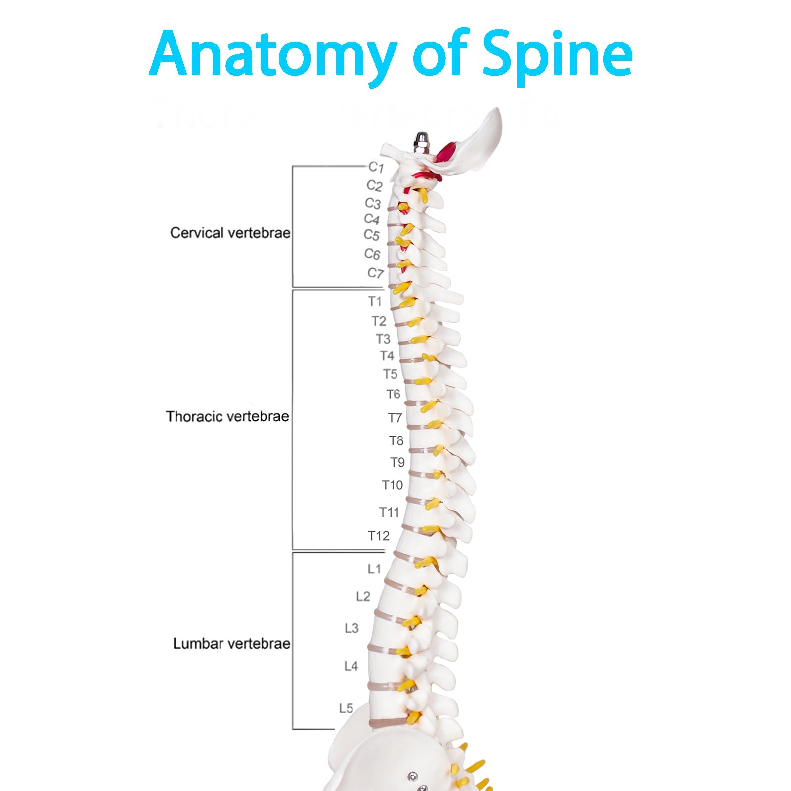 Human Spine Model - Anatomy for Medical Students -2