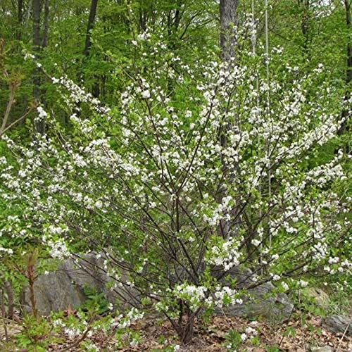 Prunus Maritima (Beach Plum) Tree Seed By Myseeds.co, You Choose The Quantity (1/4 Oz (25 Seed)) #TOP2