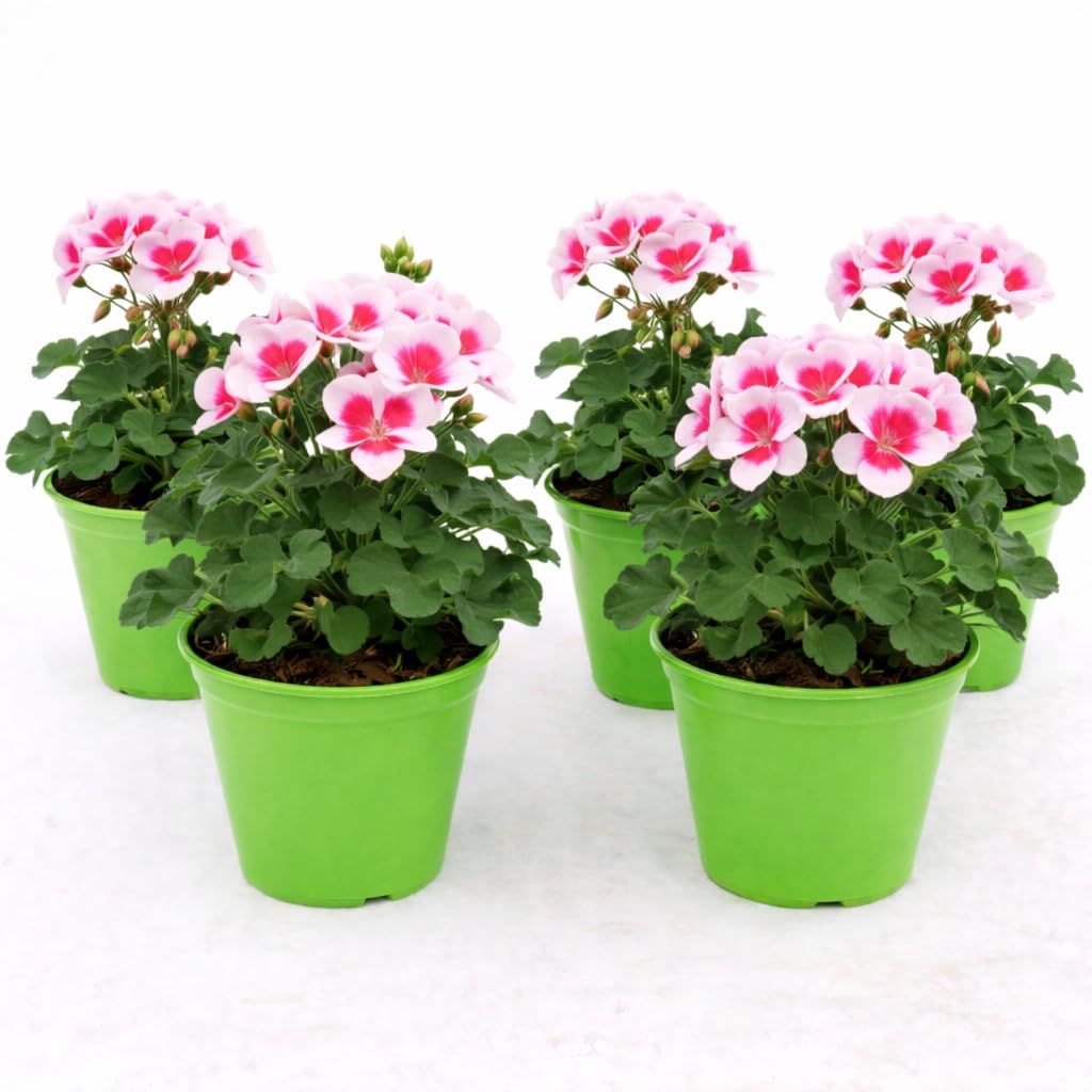 POWERS TO FLOWERS - GERANIO ZONALE "HERCULES", PELARGONIUM, 5 PIANTE VASO 14 ROSA BICOLORE, piante vere