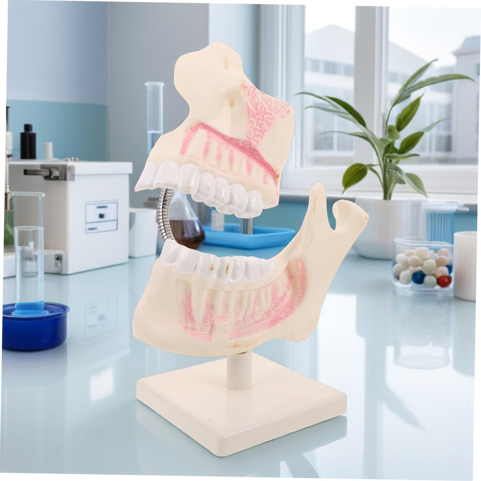 Modello Didattico Per Odontoiatria Modello Per Il Taglio Dei Denti