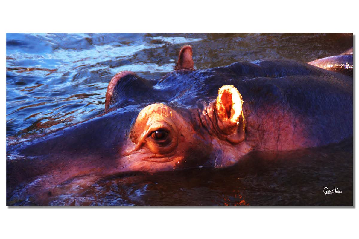 Glücksvilla - Nilpferd 1 (Leinwand-Bild 2 cm, 80 x 40 cm) | div. Maße - aus DE - Kunstdruck Deko Wandbild quer - Wildnis Afrika Natur Tier Hippo