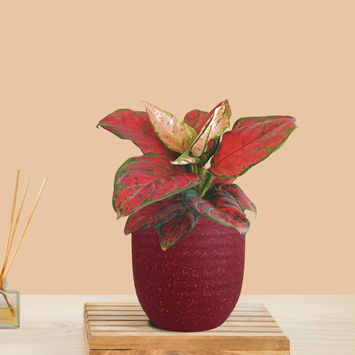 Greenkin Aglaonema Red Beauty Live Indoor Plant in Decorative Eco Pot | Air purifying Healthy Live Plant for Home, Office, Bedroom, Living Room, Bathroom (Red)-image-29