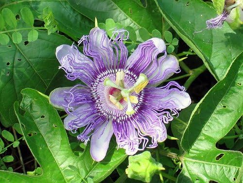 10 Passiflora Incarnata Seeds (Purple Passion Flower)