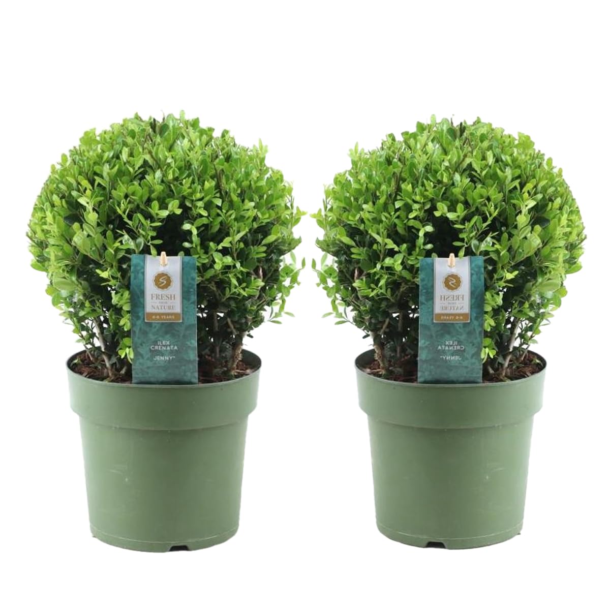 Plant in a Box - Ilex crenata 'Japanese Holly' Ball Shape - Height 30-40cm - Set of 2 - Boxwood Substitute - Garden Plant - Pot 17cm