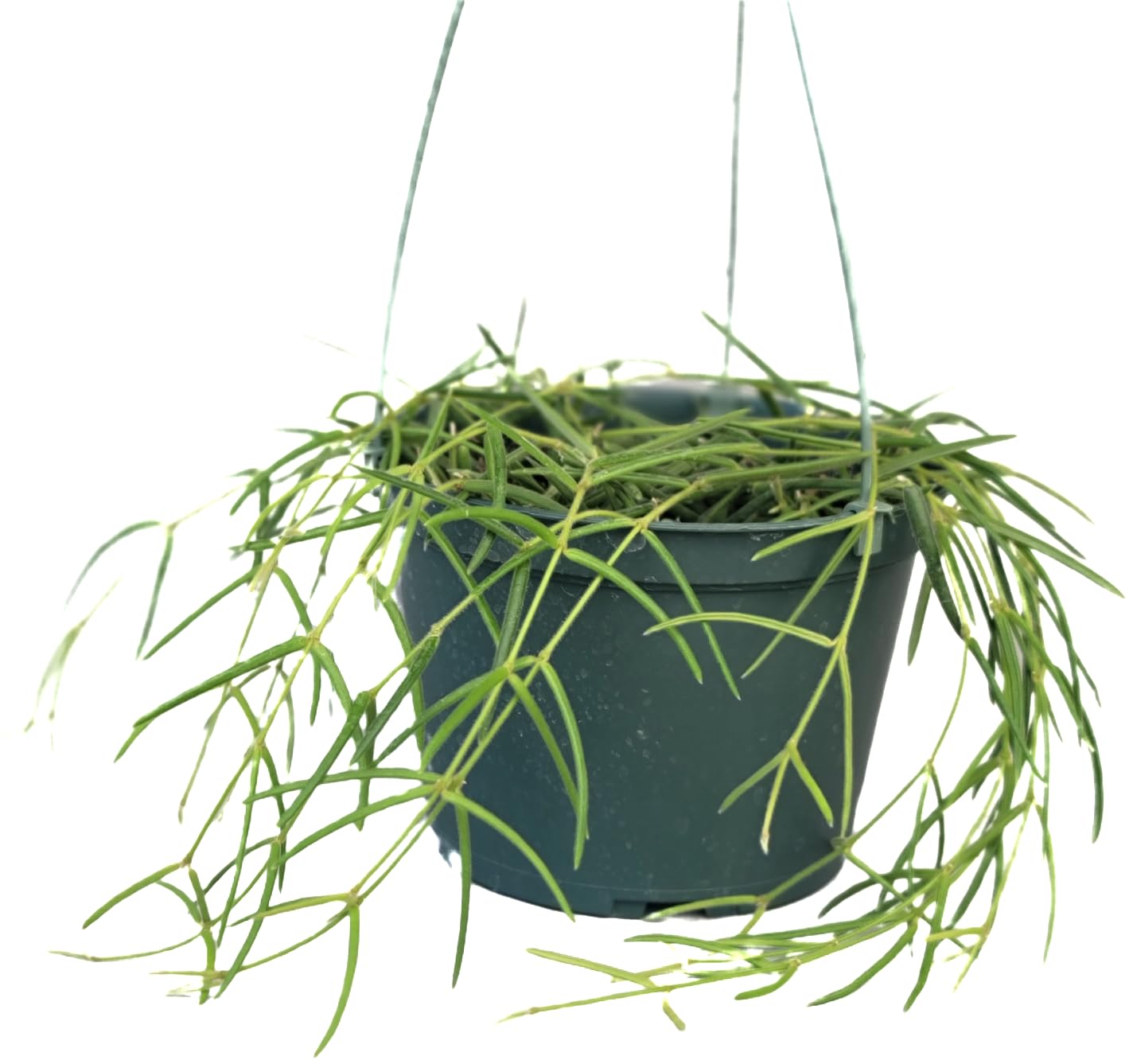 Prime Plants Hoya Linearis