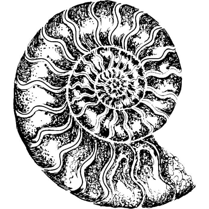 'Ammonite' Rubber Stamp - Unmounted Design for Crafting & Scrapbooking, A7 (RS00048615)
