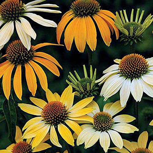 Yellow Coneflower Seeds Park Seed