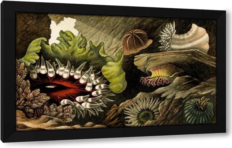 Philip Henry Gosse 24x16 Black Modern Framed Art Print Titled: Tealia Crassicornis, Bunodes Gemmacea, B. Ballii, B. Thallia (1860)