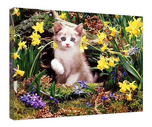 Impression sur toile chaton décoration murale fleurs tableau cadre bois