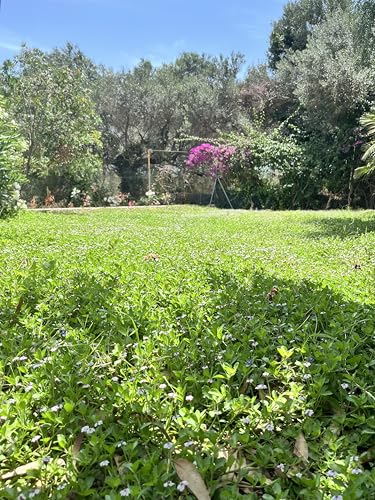 Lippia nodiflora planta rastrera contra la sequía en jardín 4