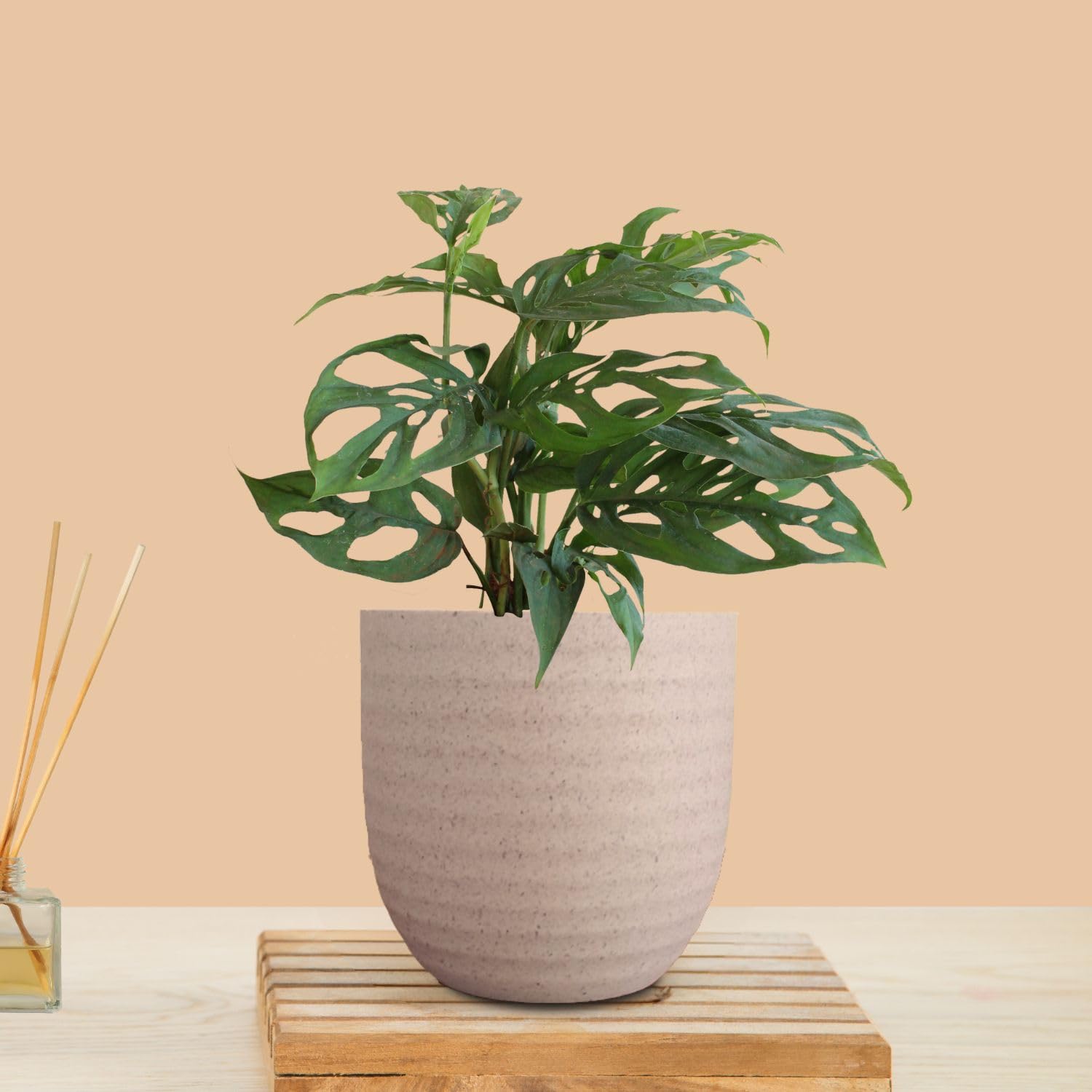 Greenkin Broken Heart Plant in Eco Pot | Live Plants | Indoor Plants for Living Room | Small Plants for Home Decor | Air purifying Indoor Plants (Beige) (B0CY9FNQXB) Amazon Price History, Amazon Price Tracker