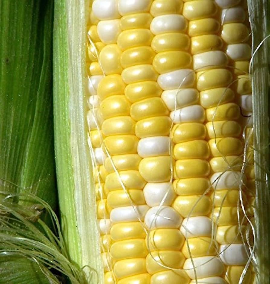 Maíz Dulce Bicolor, 10 Semillas, Remedio Atributo II