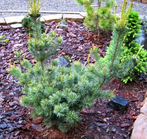 Go Gin Japanese White Pine 1 - Year Graft